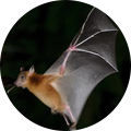 bat