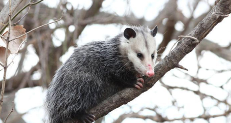 possum