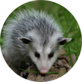 possum