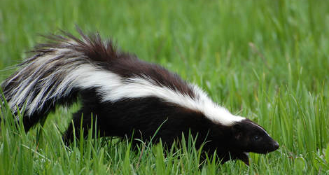 skunk