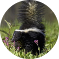 skunk